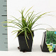 Carex morrowii 'Variegata' GM P9