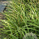 Carex morrowii 'Variegata' GM P9