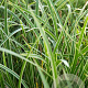 Carex morrowii 'Variegata' GM P9