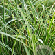 Carex morrowii 'Variegata' GM P9