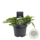 Juniperus conferta 'Schlager' 30-40 cm 3,0L