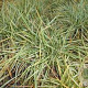 Carex ornithopoda 'Variegata' GM P9