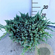 Juniperus squamata 'Blue Carpet' 40-50 cm 5,0L