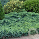 Juniperus squamata 'Blue Spider' 30-40 cm 3,0L