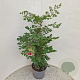 Koelreuteria paniculata 80-100 cm 10L