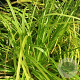 Carex oshim. 'Evergreen' GM P9