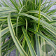 Carex oshim. 'Everlime' GM P9