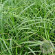 Carex oshim. 'J. S. Greenwell' GM P9
