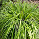Carex oshim. 'J. S. Greenwell' GM P9