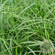 Carex oshim. 'J. S. Greenwell' GM P9