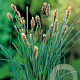 Carex panicea GM P9