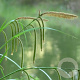 Carex pendula GM P9