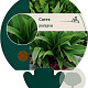 Carex plantaginea GM P9