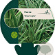 Carex 'Silver Sceptre' GM P9