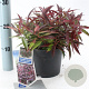 Leucothoe keiskei Burning Love 25-30 cm 2,0L