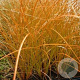 Carex testacea 'Prairie Fire' GM P9