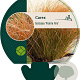 Carex testacea 'Prairie Fire' GM P9