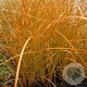 Carex testacea 'Prairie Fire' GM P9