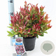 Leucothoe 'Zeblid' 25-30 cm 2,0L