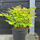 Leycesteria formosa Golden Lanterns 50-60 cm 20L