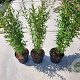 Ligustrum vulgare 60-70 cm 5,0L