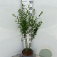 Ligustrum vulgare 60-70 cm 5,0L