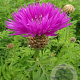 Centaurea dealbata GM P9