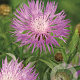Centaurea dealbata GM P9