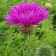 Centaurea dealbata GM P9