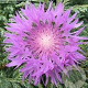 Centaurea hypoleuca 'John Coutts' GM P9