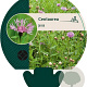 Centaurea jacea GM P9