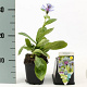 Centaurea montana GM P9