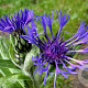 Centaurea montana GM P9