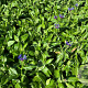 Centaurea montana GM P9