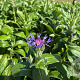 Centaurea montana GM P9