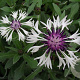 Centaurea montana 'Ameth. in Snow' GM P9