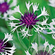 Centaurea montana 'Ameth. in Snow' GM P9