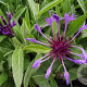 Centaurea montana 'Grandiflora' GM P9