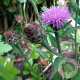 Centaurea nigra GM P9