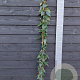 Lonicera similis delavayi 150-175 cm vierkant rond 5,5L