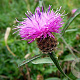 Centaurea scabiosa GM P9
