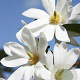 Magnolia Fairy Magnolia White 200-250 cm 35L