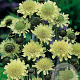 Cephalaria gigantea GM P9
