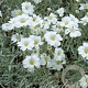 Cerastium tomentosum columnae GM P9