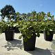 Ceratostigma plumbaginoides GM P9