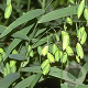 Chasmanthium latifolium GM P9
