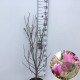 Magnolia 'Susan' 80-100 cm 15L