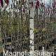 Magnolia 'Susan' 175-200 cm 15L