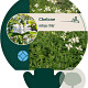 Chelone obliqua 'Alba' GM P9