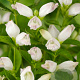 Chelone obliqua 'Alba' GM P9